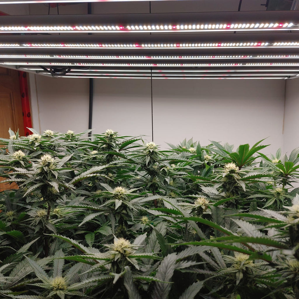 Mars Hydro